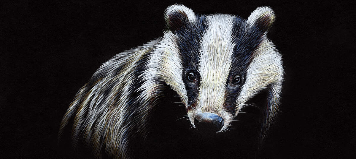 Badger Art Canvas Art