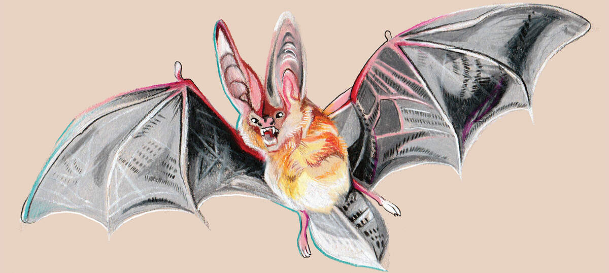 Bat Art Canvas Art