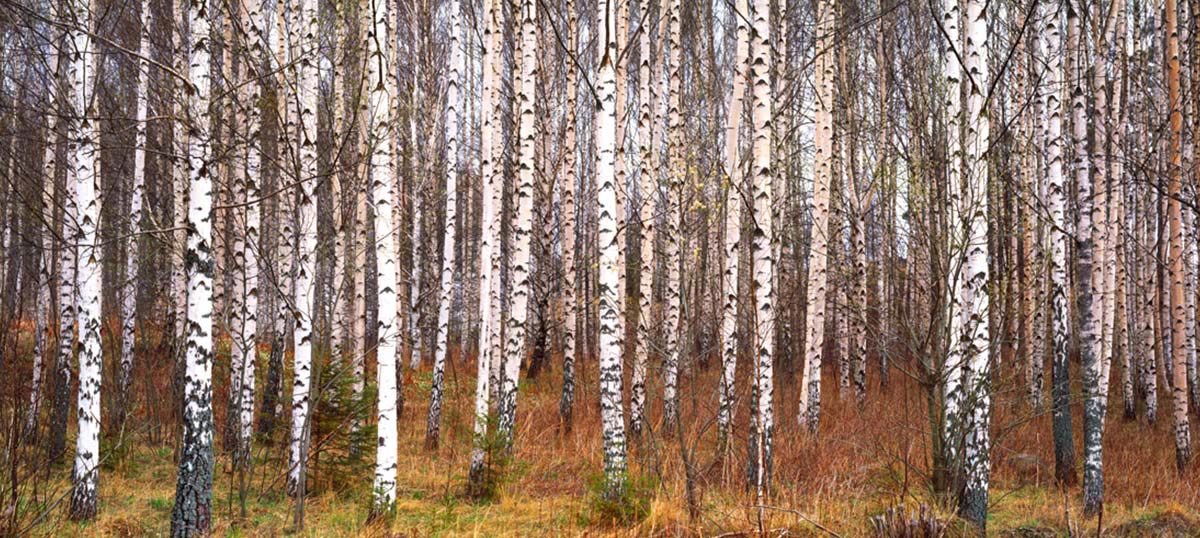 Birch Trees Canvas Artwork