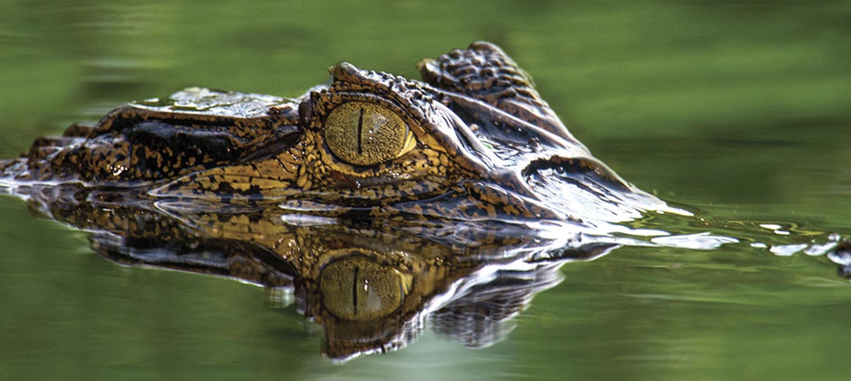 Crocodiles & Alligators Art Prints