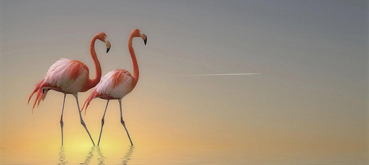 Flamingos Canvas Art Prints
