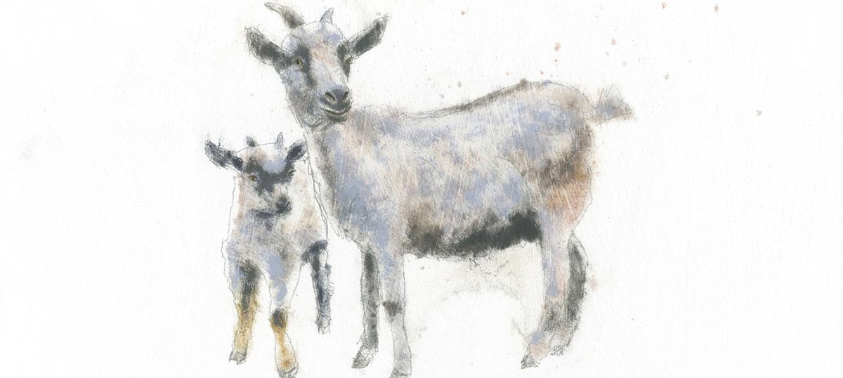 Goats Canvas Art