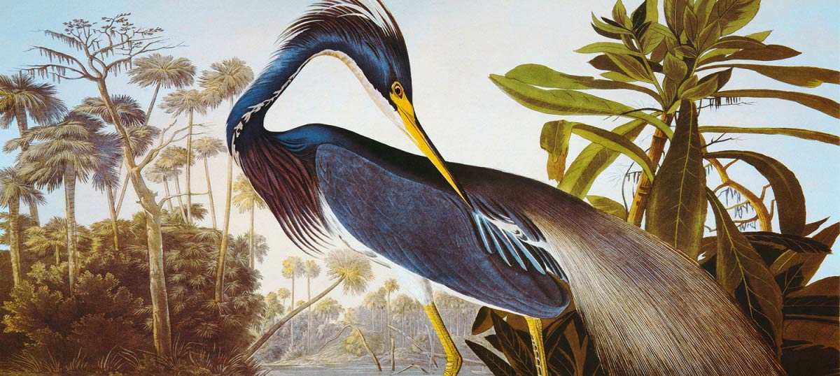 Herons Canvas Art Prints
