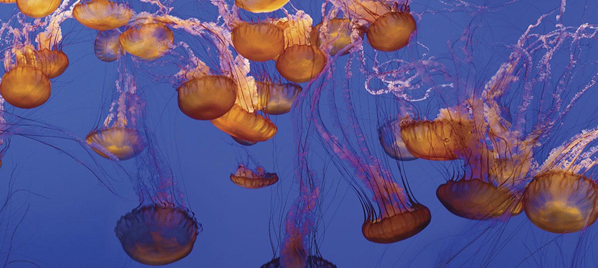 Jellyfish Canvas Prints