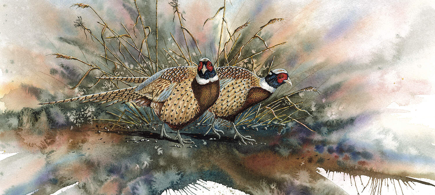 Pheasant Art Canvas Artwork