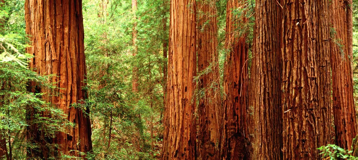 Redwood Tree Art Canvas Art