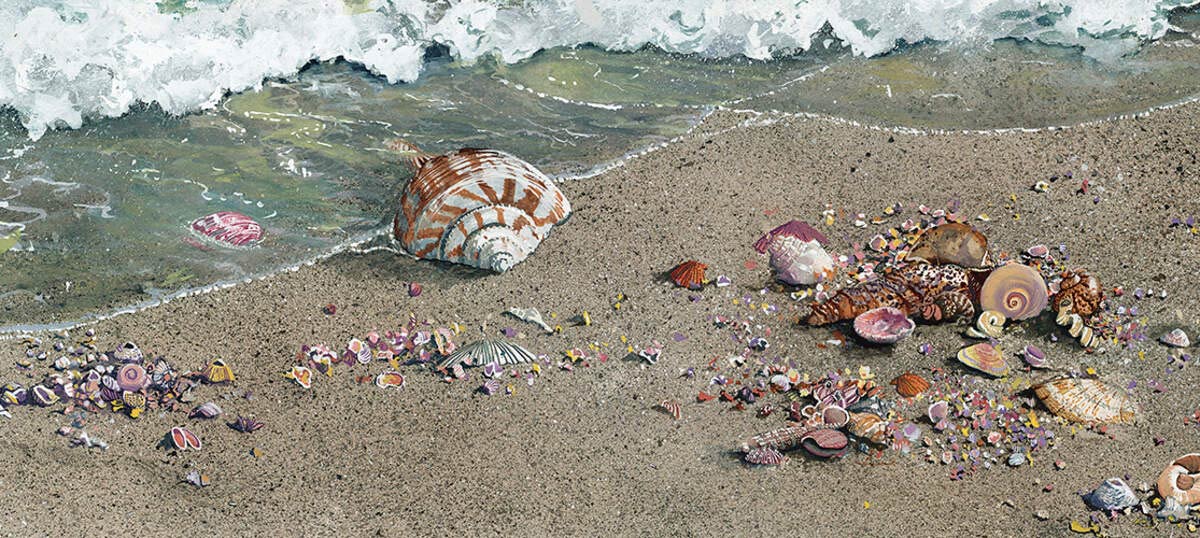 Sea Shells Canvas Wall Art