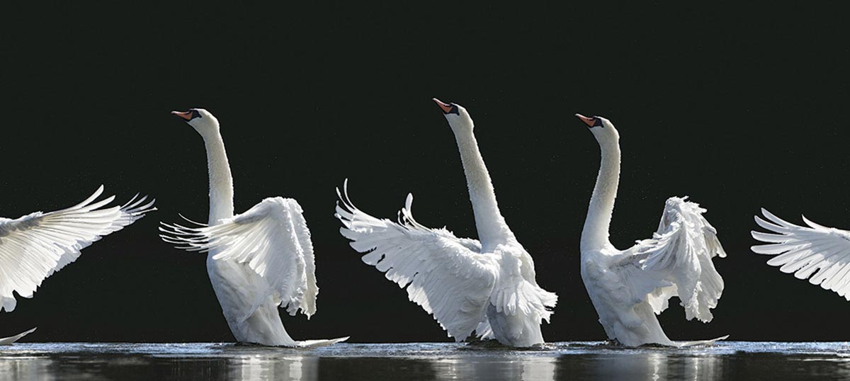 Swans Canvas Art Prints