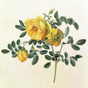 Botanical Illustrations Canvas Wall Art
