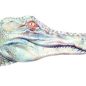 Crocodiles & Alligators Canvas Artwork
