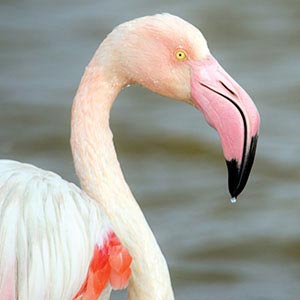 Flamingos Canvas Art