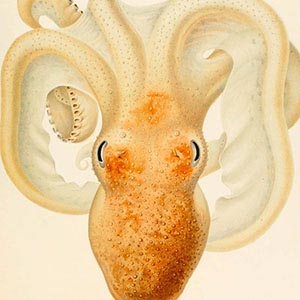 Octopi Canvas Art Prints