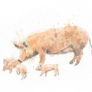 Pigs Canvas Wall Art