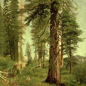 Sequoia Canvas Artwork