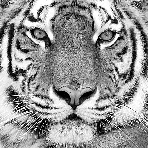 Tigers Art Prints