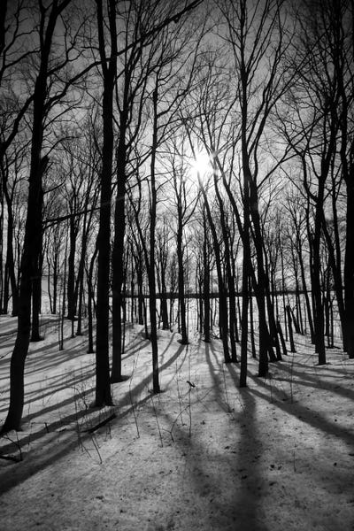 Forest on the Oak Ridges Moraine