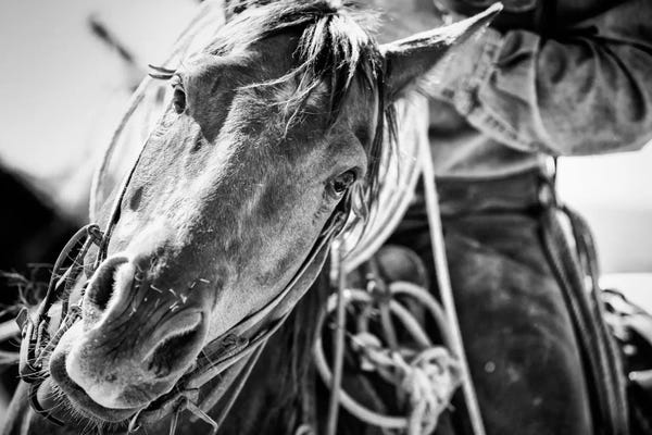 Horseback: Soul of The West by Dan Ballard