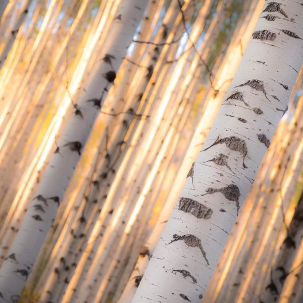 Nature Close-Ups: Aspen Light by Dan Ballard