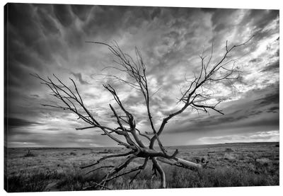 Colorado Storm Canvas Art Print - Scenic & Nature Photography