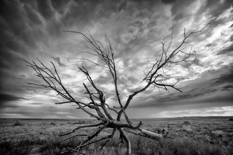 Colorado Storm