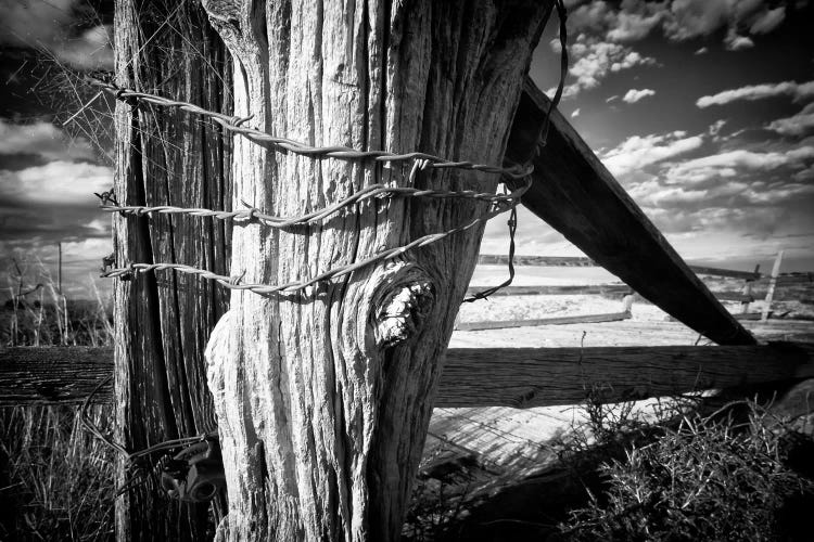 Holding Strong by Dan Ballard wall art