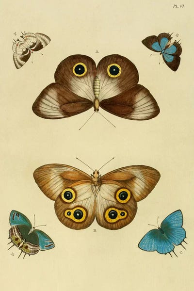 Vintage Animal Illustrations: Plate 6 by Cramer & Stoll