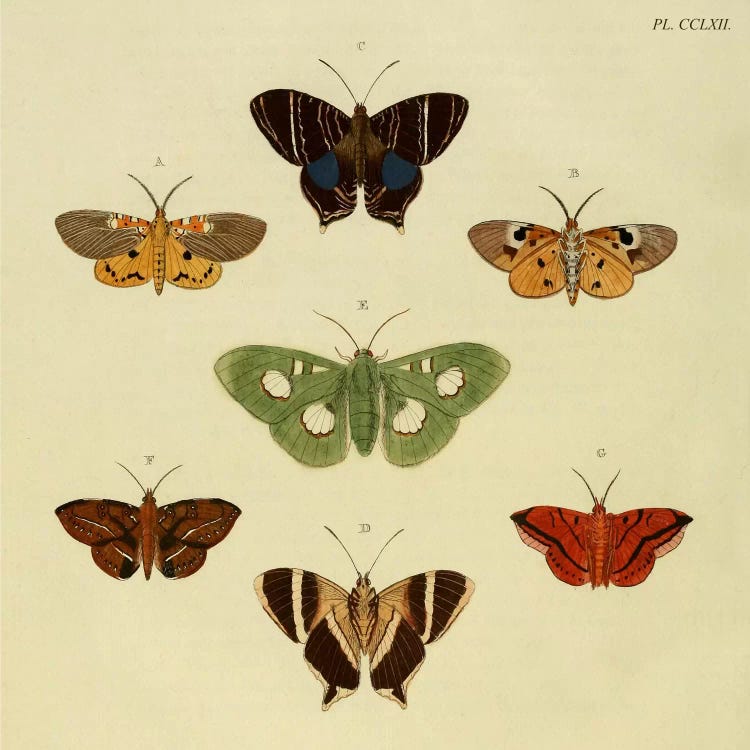 Plate 262 by Cramer & Stoll wall art