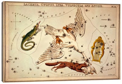 Lacerta, Cygnus, Lyra, Vulpecula and Anser Canvas Art Print - Sidney Hall