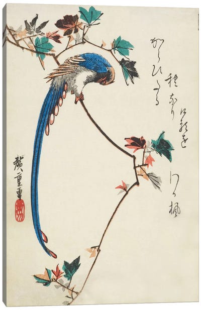 Blue Magpie On Maple Branch Canvas Art Print - Japanese Fine Art (Ukiyo-e)