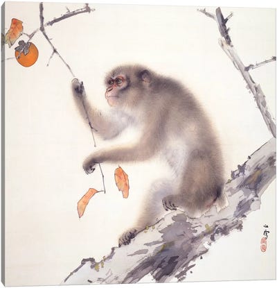 Monkey Canvas Art Print - White Art