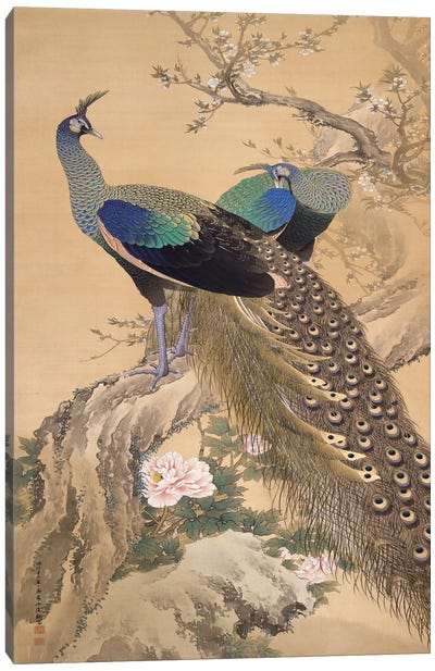 A Pair of Peacocks in Spring Canvas Art Print - Wildlife Art