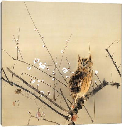 Early Plum Blossoms Canvas Art Print - Owl Art