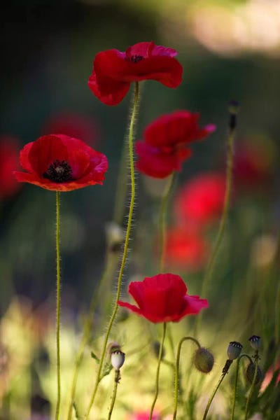 Color Palettes: Morpheus Ascending by Geoffrey Ansel Agrons