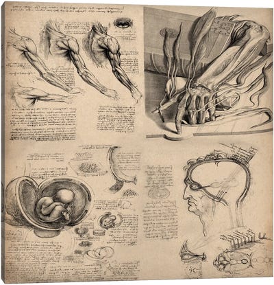 Human Body Anatomy Collage Canvas Art Print - Anatomy Art