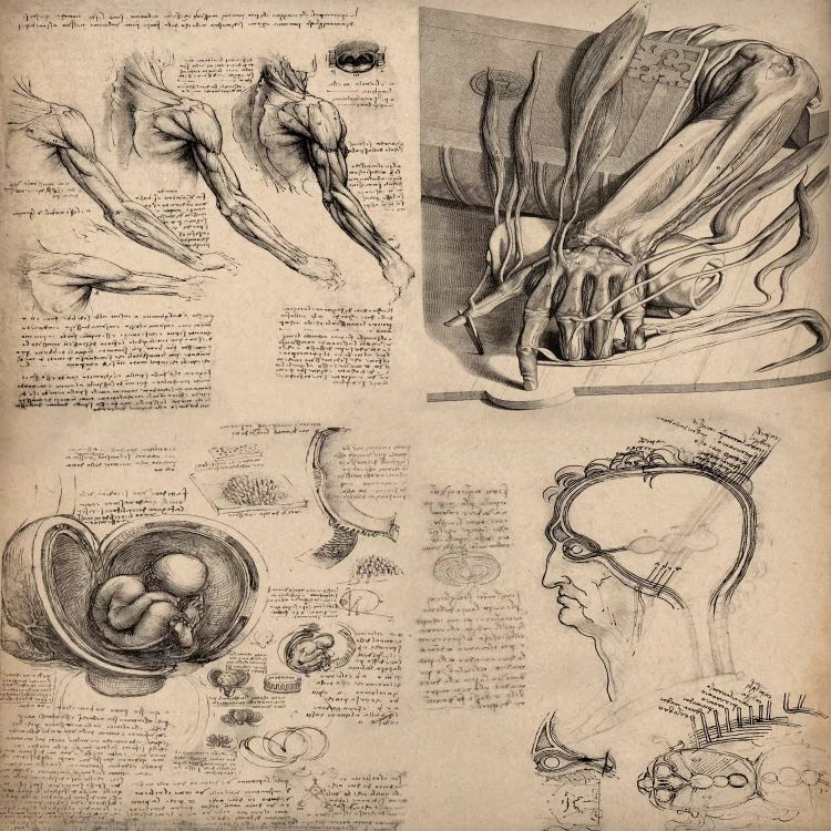 Human Body Anatomy Collage by Leonardo da Vinci wall art