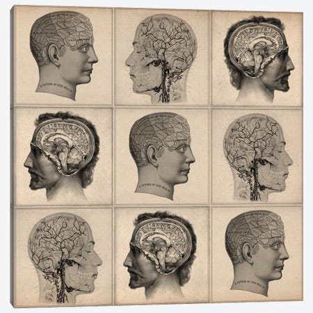Human Head Anatomy Collage Canvas Print #13954} by Unknown Artist Art Print