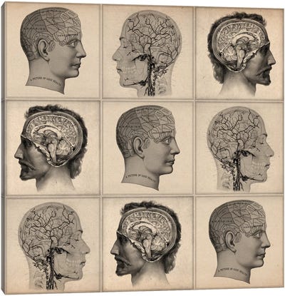 Human Head Anatomy Collage Canvas Art Print - Anatomy Art