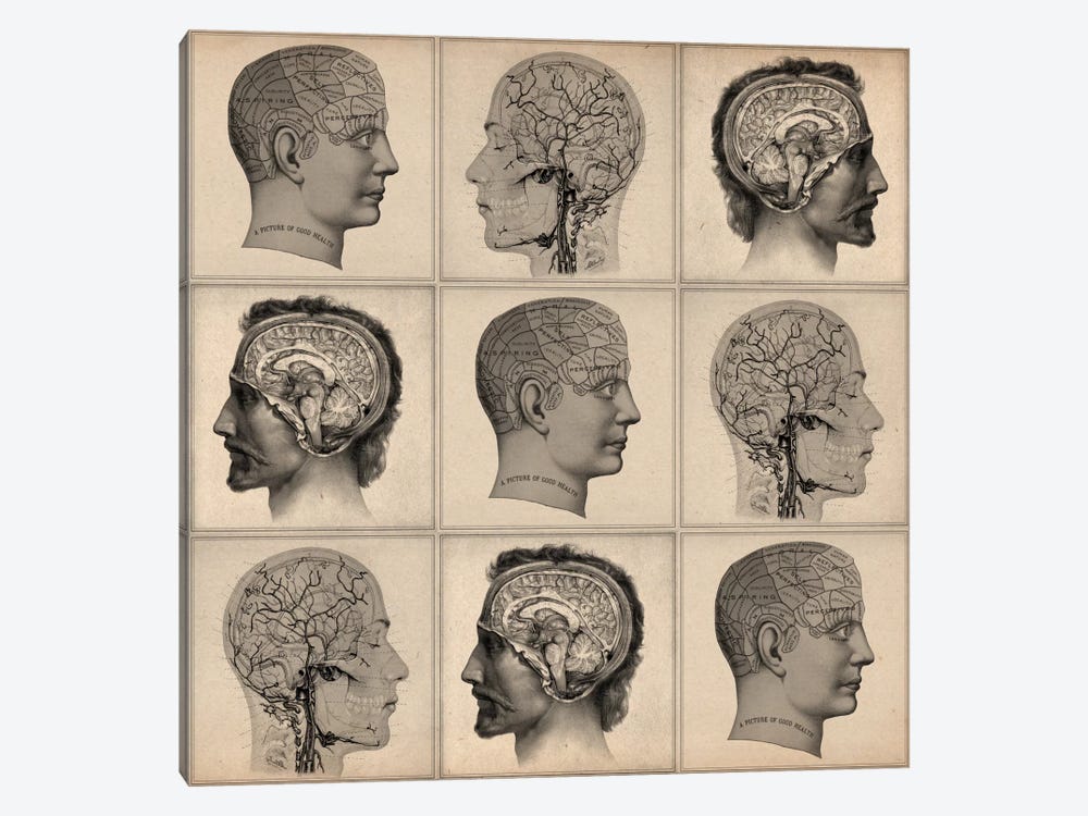 Human Head Anatomy Collage by Unknown Artist 1-piece Art Print