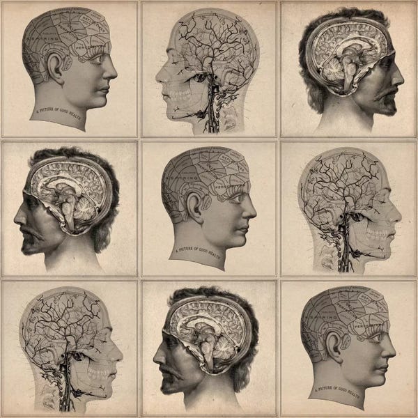 Science: Human Head Anatomy Collage by Unknown Artist