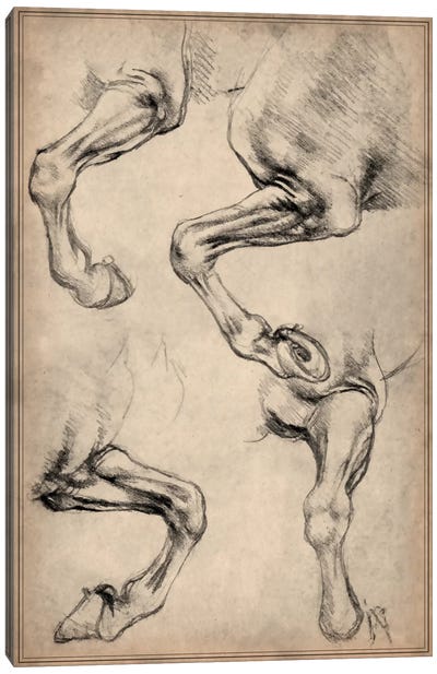 Leonardo's Horse Canvas Art Print - Anatomy Art
