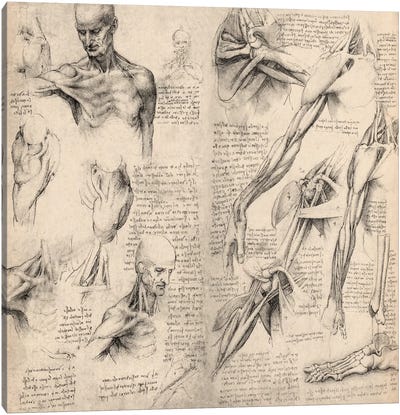 Sketchbook Studies of Human Body Collage Canvas Art Print - Leonardo da Vinci
