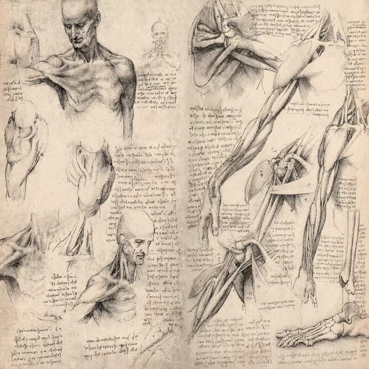 Sketchbook Studies of Human Body Collage by Leonardo da Vinci wall art