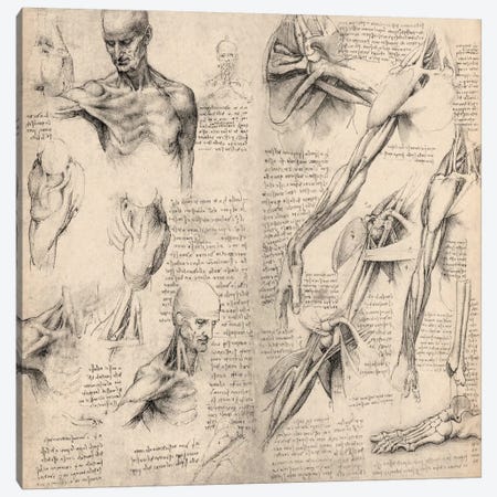 Sketchbook Studies of Human Body Collage Canvas Print #13958} by Leonardo da Vinci Canvas Artwork