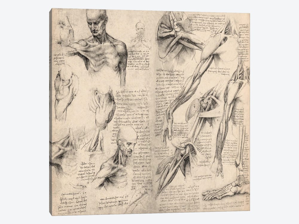 Sketchbook Studies of Human Body Collage by Leonardo da Vinci 1-piece Canvas Print