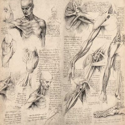 Sketchbook Studies of Human Body Canvas Artwork Leonardo da Vinci