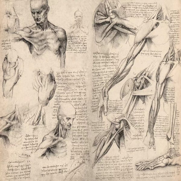 Leonardo da Vinci: Sketchbook Studies of Human Body Collage by Leonardo da Vinci