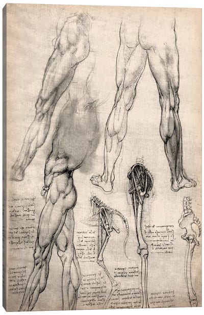 Sketchbook Studies of Human Legs Canvas Art Print - Leonardo da Vinci