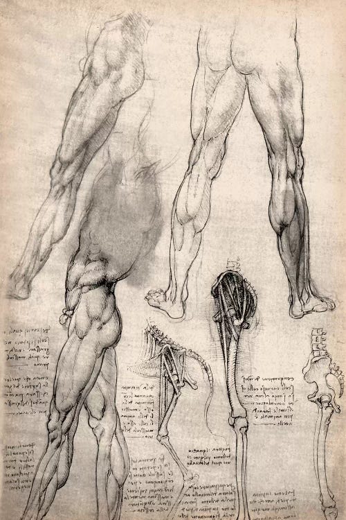 Anatomical studies of the muscles of the leg  Leonardo da Vinci Poster Print 