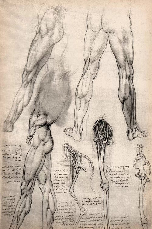 Sketchbook Studies of Human Legs