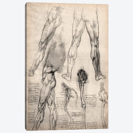 Sketchbook Studies of Human Legs Canvas Print #13959} by Leonardo da Vinci Canvas Art